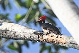 Crimson-crested Woodpecker