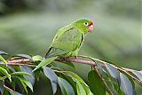 Crimson-fronted Parakeet