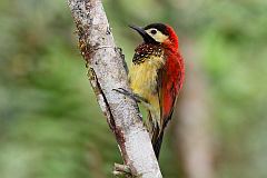 Crimson-mantled Woodpecker