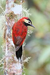 Crimson-mantled Woodpecker