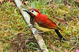 Crimson-mantled Woodpecker