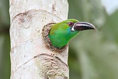 Crimson-rumped Toucanet