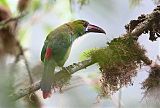 Crimson-rumped Toucanetborder=