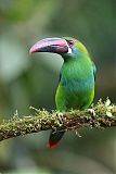 Crimson-rumped Toucanetborder=