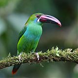 Crimson-rumped Toucanetborder=