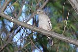 Croaking Ground Dove