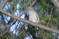 Croaking Ground Dove
