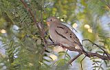 Croaking Ground Dove