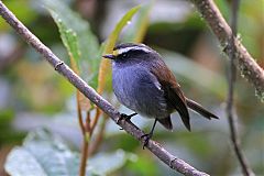 Crowned Chat-Tyrant