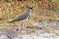 Crowned Lapwing