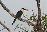 Curl-crested Aracariborder=