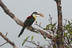 Curl-crested Aracari