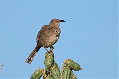 Curve-billed Thrasher