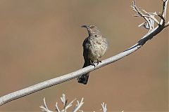 Curve-billed Thrasher
