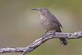 Curve-billed Thrasherborder=