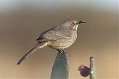 Curve-billed Thrasher