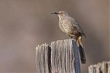 Curve-billed Thrasherborder=