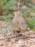 Curve-billed Thrasherborder=