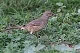 Curve-billed Thrasherborder=