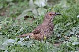 Curve-billed Thrasherborder=