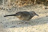 Curve-billed Thrasher