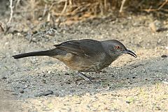 Curve-billed Thrasher