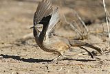 Curve-billed Thrasherborder=