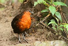 Dark-backed Wood-Quail