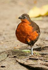 Dark-backed Wood-Quail