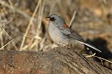 Dark-eyed Junco