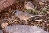 Dark-eyed Junco