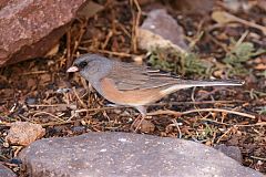 Dark-eyed Junco