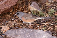 Dark-eyed Junco