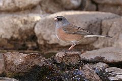 Dark-eyed Junco