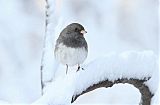 Dark-eyed Junco