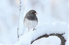 Dark-eyed Junco