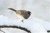 Dark-eyed Juncoborder=