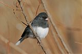 Dark-eyed Juncoborder=