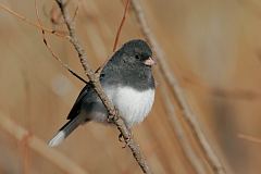 Dark-eyed Junco