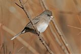 Dark-eyed Junco