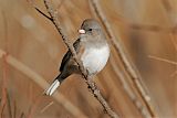 Dark-eyed Junco