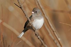 Dark-eyed Junco