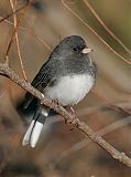 Dark-eyed Juncoborder=