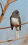 Dark-eyed Juncoborder=