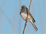 Dark-eyed Junco