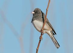 Dark-eyed Junco