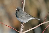 Dark-eyed Juncoborder=