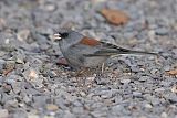 Dark-eyed Juncoborder=