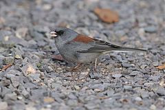 Dark-eyed Junco