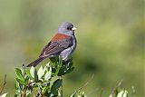 Dark-eyed Junco